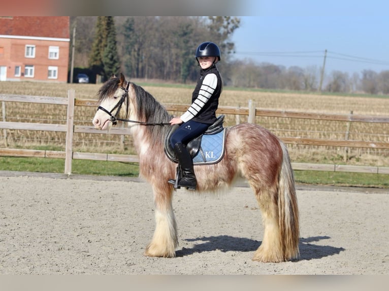 Cob Irlandese / Tinker / Gypsy Vanner Castrone 4 Anni 130 cm Roano rosso in Bogaarden