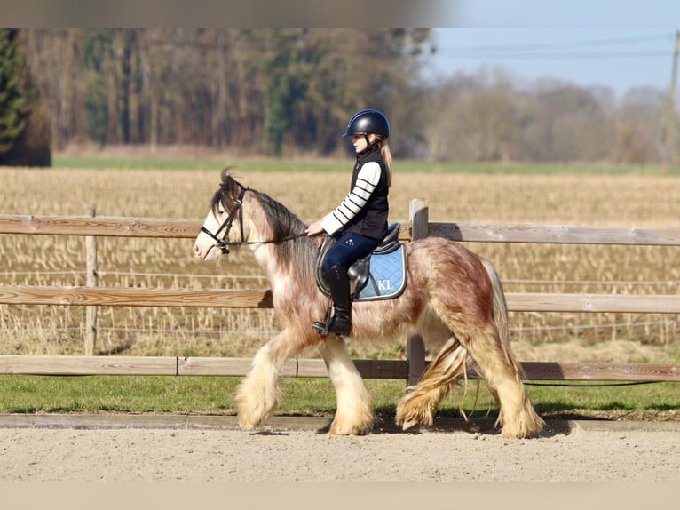 Cob Irlandese / Tinker / Gypsy Vanner Castrone 4 Anni 130 cm Roano rosso in Bogaarden