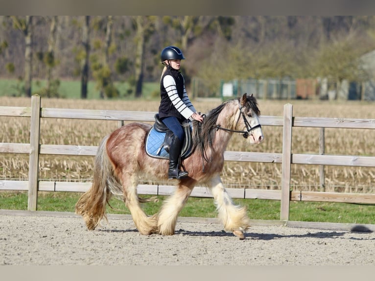 Cob Irlandese / Tinker / Gypsy Vanner Castrone 4 Anni 130 cm Roano rosso in Bogaarden