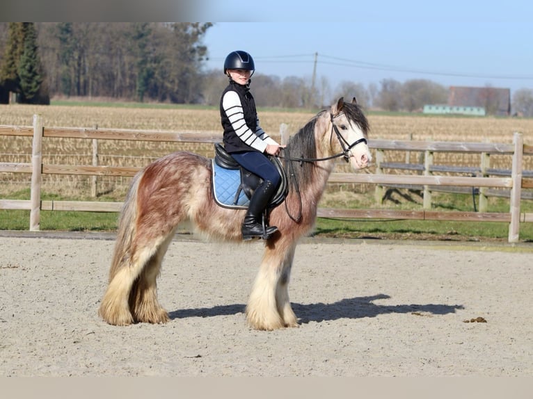 Cob Irlandese / Tinker / Gypsy Vanner Castrone 4 Anni 130 cm Roano rosso in Bogaarden