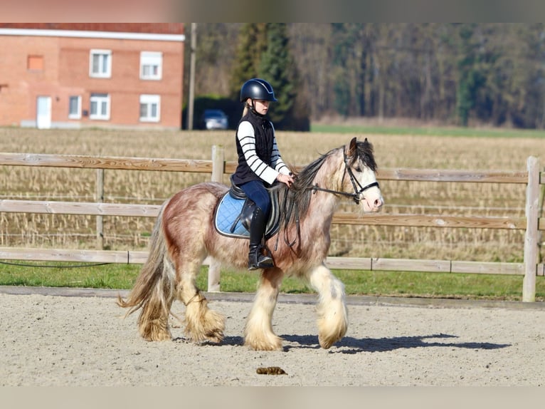 Cob Irlandese / Tinker / Gypsy Vanner Castrone 4 Anni 130 cm Roano rosso in Bogaarden