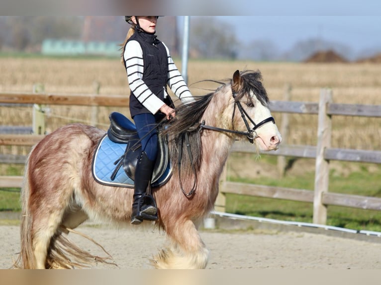 Cob Irlandese / Tinker / Gypsy Vanner Castrone 4 Anni 130 cm Roano rosso in Bogaarden