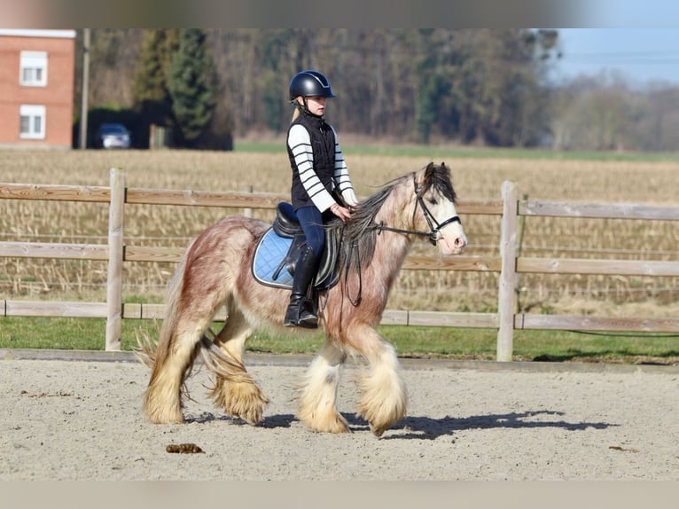 Cob Irlandese / Tinker / Gypsy Vanner Castrone 4 Anni 130 cm Roano rosso in Bogaarden