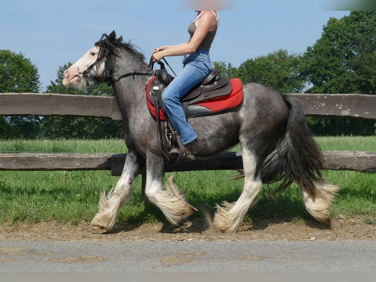 Cob Irlandese / Tinker / Gypsy Vanner Castrone 4 Anni 133 cm Grigio ferro in Lathen