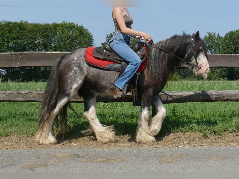 Cob Irlandese / Tinker / Gypsy Vanner Castrone 4 Anni 133 cm Grigio ferro in Lathen