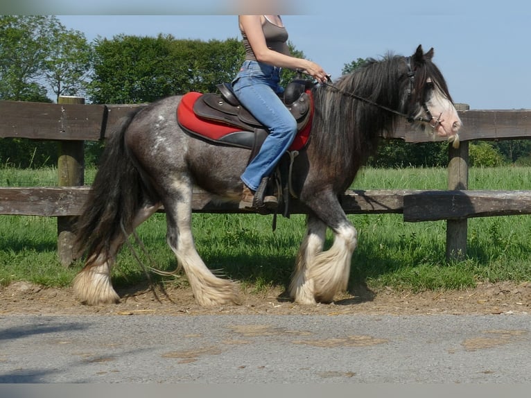 Cob Irlandese / Tinker / Gypsy Vanner Castrone 4 Anni 133 cm Grigio ferro in Lathen