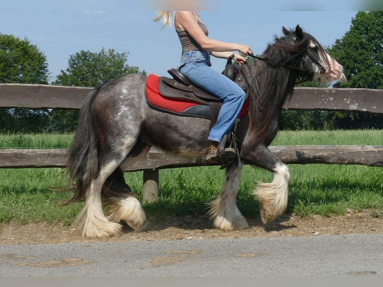 Cob Irlandese / Tinker / Gypsy Vanner Castrone 4 Anni 133 cm Grigio ferro in Lathen