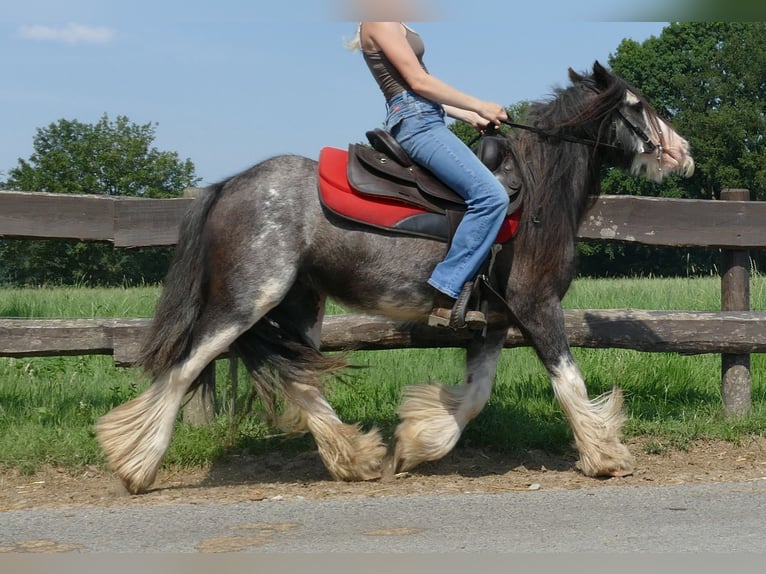 Cob Irlandese / Tinker / Gypsy Vanner Castrone 4 Anni 133 cm Grigio ferro in Lathen