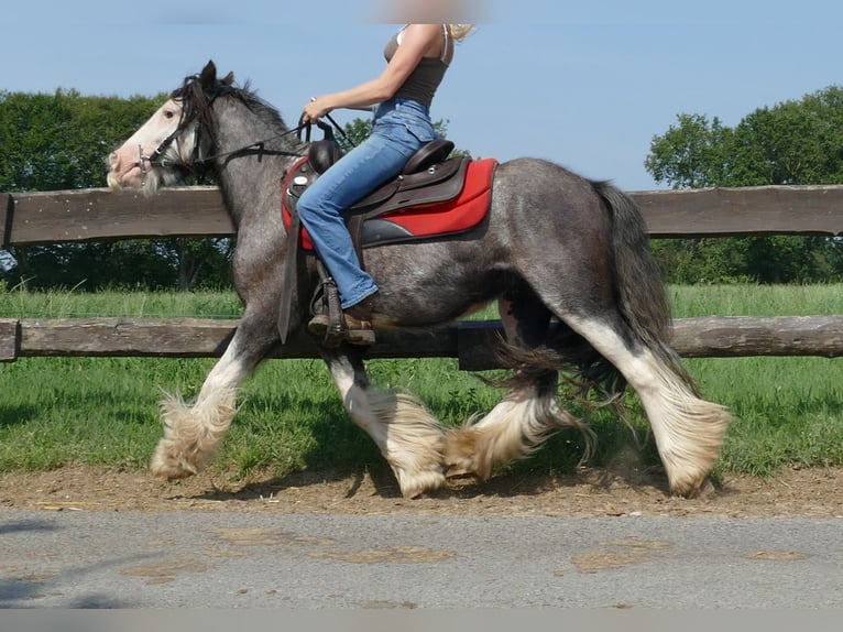 Cob Irlandese / Tinker / Gypsy Vanner Castrone 4 Anni 133 cm Grigio ferro in Lathen