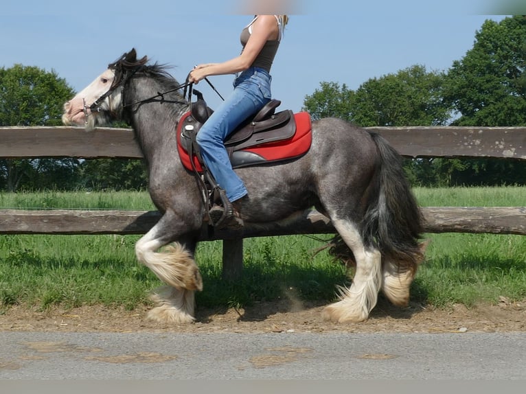 Cob Irlandese / Tinker / Gypsy Vanner Castrone 4 Anni 133 cm Grigio ferro in Lathen