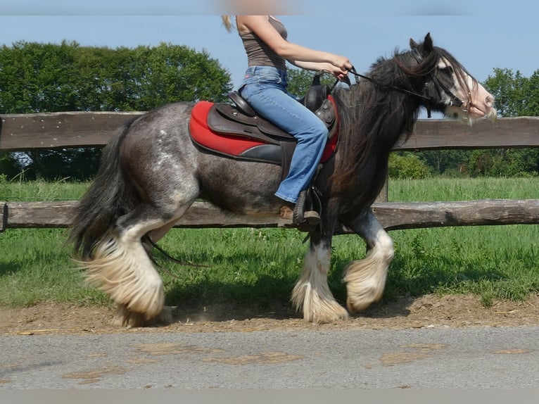 Cob Irlandese / Tinker / Gypsy Vanner Castrone 4 Anni 133 cm Grigio ferro in Lathen