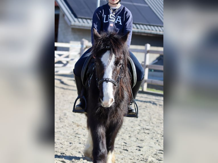 Cob Irlandese / Tinker / Gypsy Vanner Castrone 4 Anni 135 cm Morello in Bogaarden