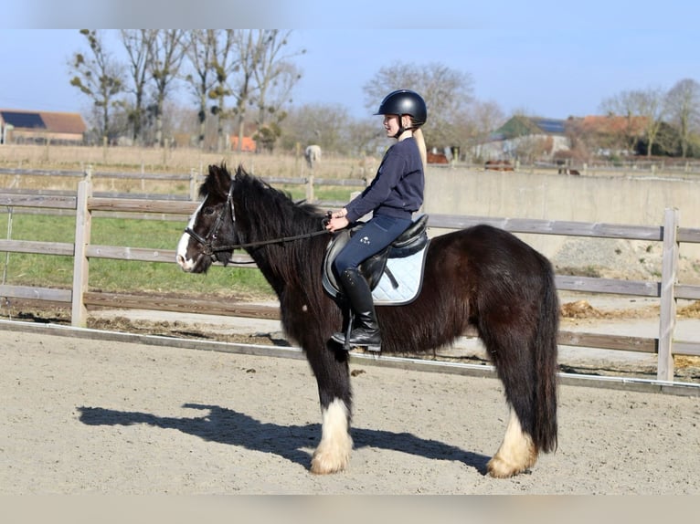 Cob Irlandese / Tinker / Gypsy Vanner Castrone 4 Anni 135 cm Morello in Bogaarden