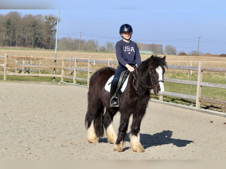 Cob Irlandese / Tinker / Gypsy Vanner Castrone 4 Anni 135 cm Morello in Bogaarden