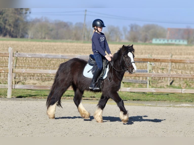 Cob Irlandese / Tinker / Gypsy Vanner Castrone 4 Anni 135 cm Morello in Bogaarden