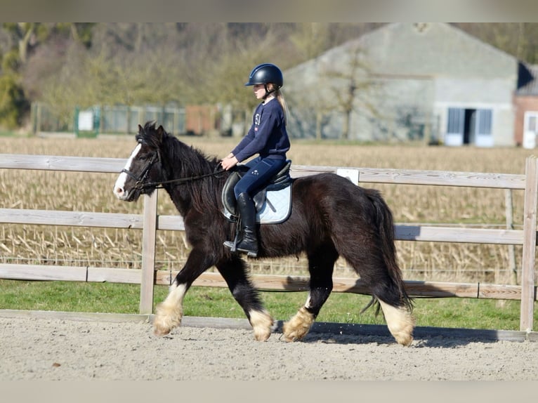 Cob Irlandese / Tinker / Gypsy Vanner Castrone 4 Anni 135 cm Morello in Bogaarden