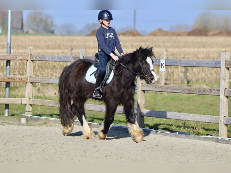 Cob Irlandese / Tinker / Gypsy Vanner Castrone 4 Anni 135 cm Morello in Bogaarden