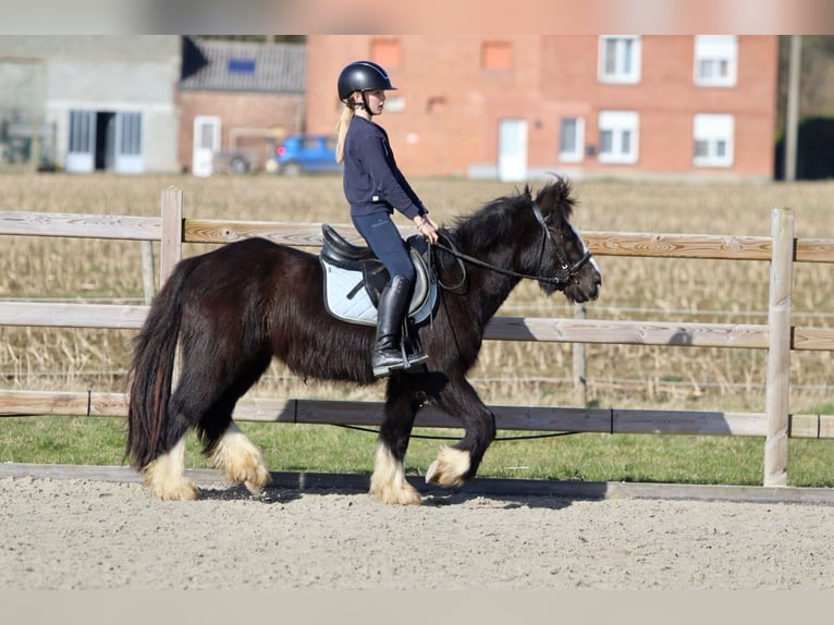 Cob Irlandese / Tinker / Gypsy Vanner Castrone 4 Anni 135 cm Morello in Bogaarden