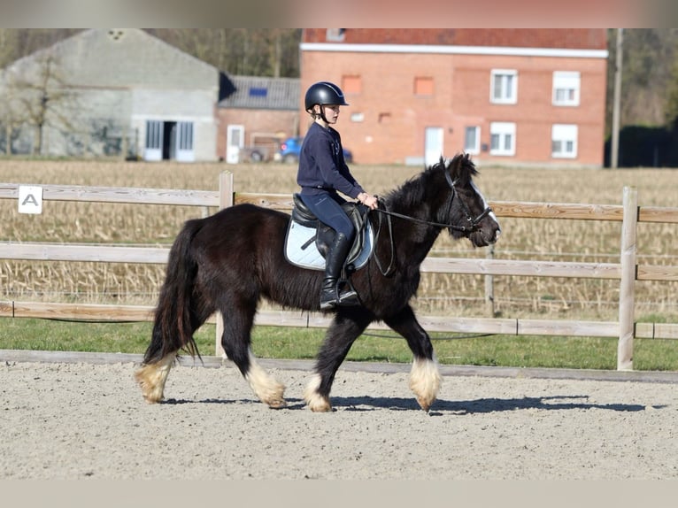 Cob Irlandese / Tinker / Gypsy Vanner Castrone 4 Anni 135 cm Morello in Bogaarden