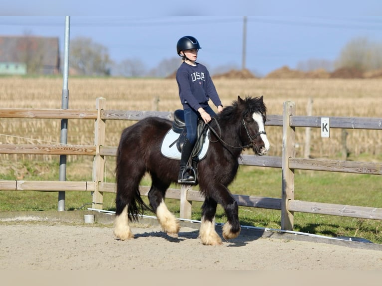 Cob Irlandese / Tinker / Gypsy Vanner Castrone 4 Anni 135 cm Morello in Bogaarden