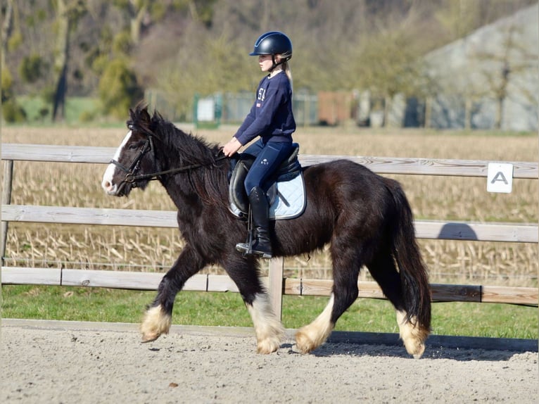 Cob Irlandese / Tinker / Gypsy Vanner Castrone 4 Anni 135 cm Morello in Bogaarden