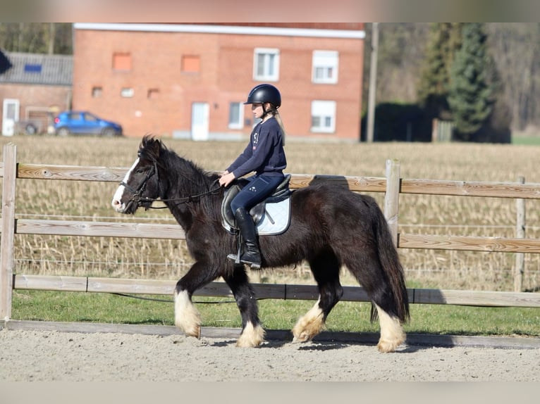 Cob Irlandese / Tinker / Gypsy Vanner Castrone 4 Anni 135 cm Morello in Bogaarden