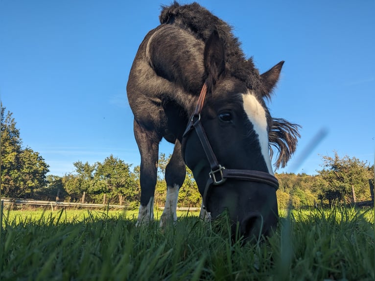 Cob Irlandese / Tinker / Gypsy Vanner Castrone 4 Anni 135 cm Morello in Geisingen