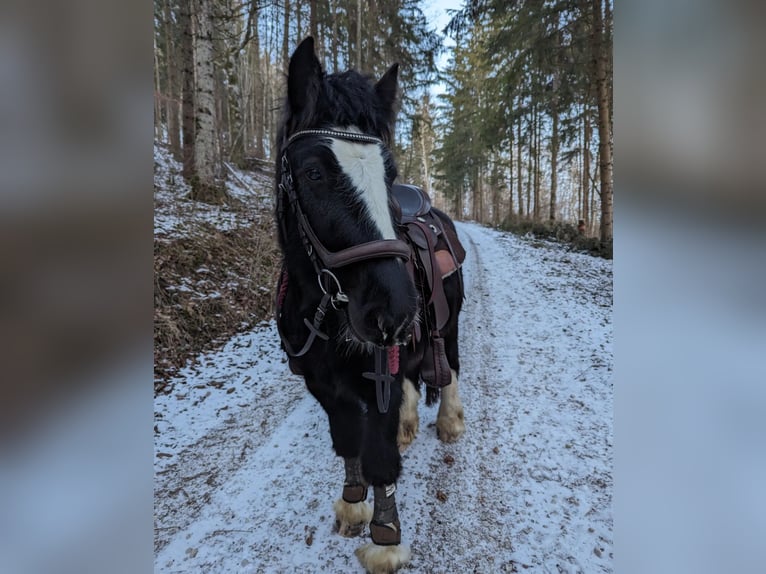 Cob Irlandese / Tinker / Gypsy Vanner Castrone 4 Anni 135 cm Morello in Geisingen