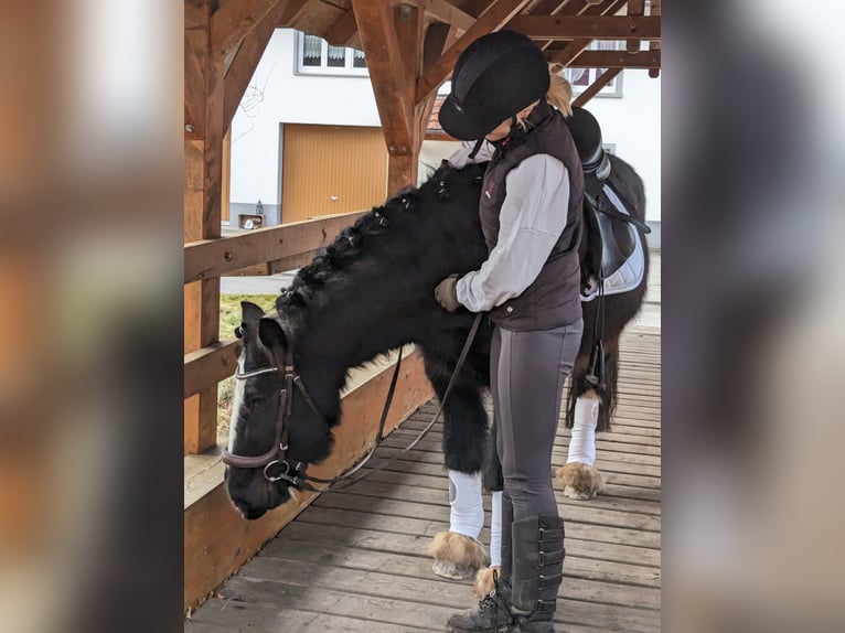 Cob Irlandese / Tinker / Gypsy Vanner Castrone 4 Anni 135 cm Morello in Geisingen