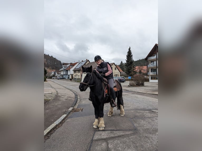 Cob Irlandese / Tinker / Gypsy Vanner Castrone 4 Anni 135 cm Morello in Geisingen