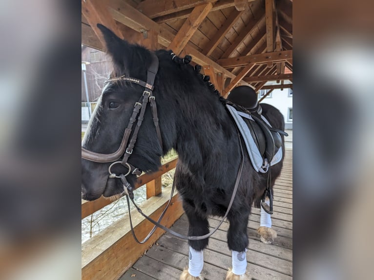 Cob Irlandese / Tinker / Gypsy Vanner Castrone 4 Anni 135 cm Morello in Geisingen