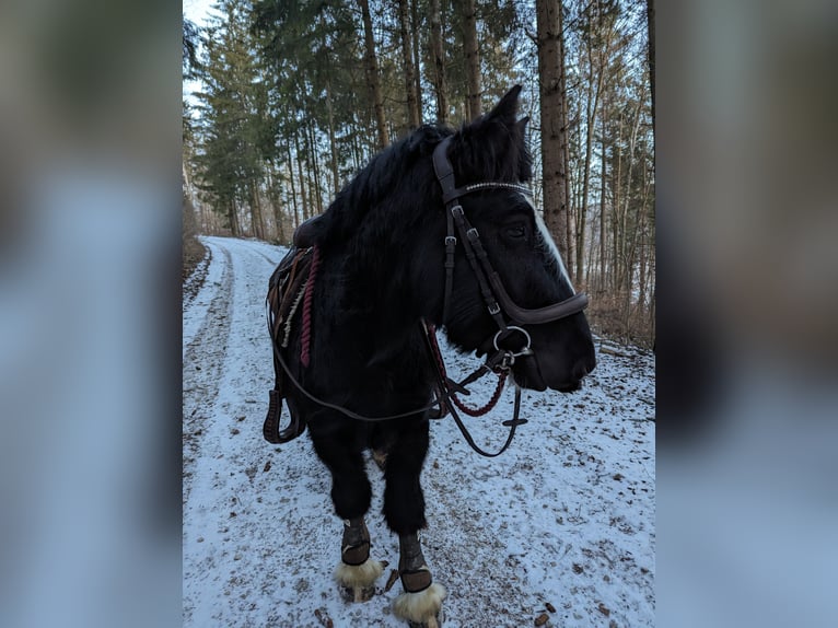 Cob Irlandese / Tinker / Gypsy Vanner Castrone 4 Anni 135 cm Morello in Geisingen