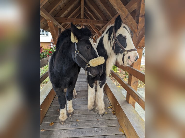 Cob Irlandese / Tinker / Gypsy Vanner Castrone 4 Anni 135 cm Morello in Geisingen