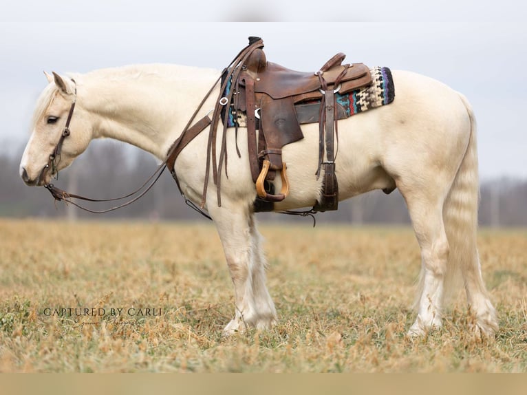 Cob Irlandese / Tinker / Gypsy Vanner Mix Castrone 4 Anni 135 cm Palomino in La Grange, MO