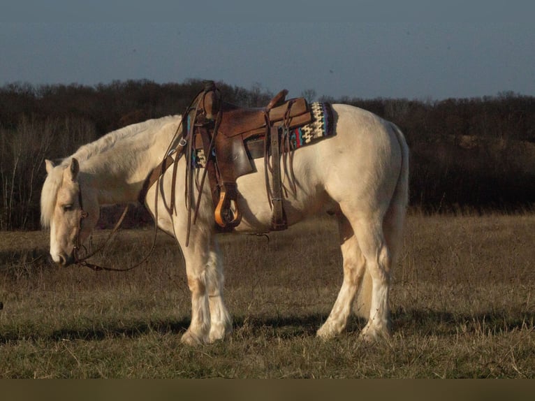 Cob Irlandese / Tinker / Gypsy Vanner Mix Castrone 4 Anni 135 cm Palomino in La Grange, MO