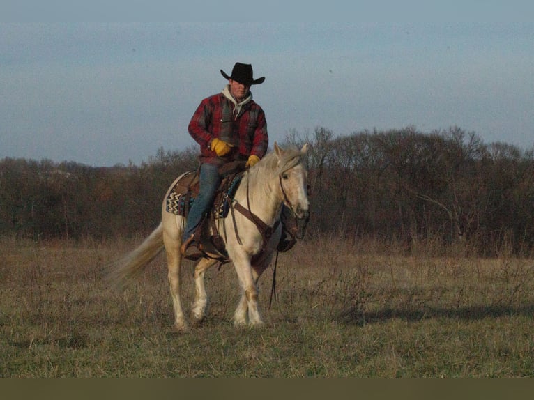 Cob Irlandese / Tinker / Gypsy Vanner Mix Castrone 4 Anni 135 cm Palomino in La Grange, MO