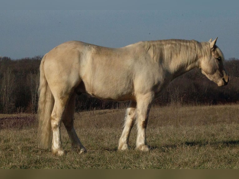 Cob Irlandese / Tinker / Gypsy Vanner Mix Castrone 4 Anni 135 cm Palomino in La Grange, MO