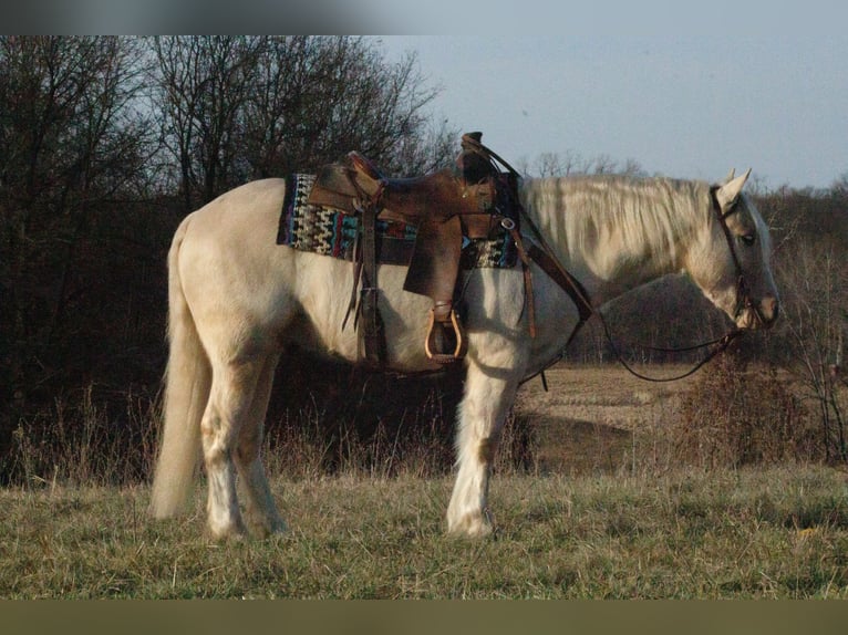 Cob Irlandese / Tinker / Gypsy Vanner Mix Castrone 4 Anni 135 cm Palomino in La Grange, MO