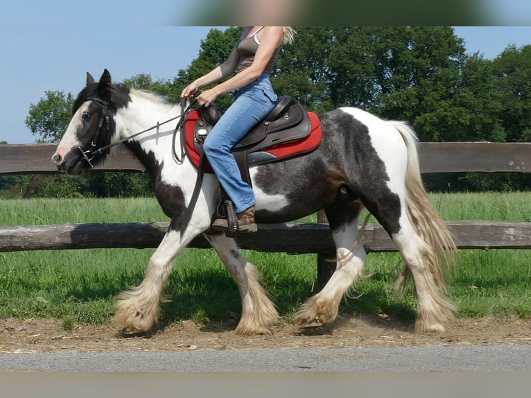 Cob Irlandese / Tinker / Gypsy Vanner Castrone 4 Anni 135 cm Pezzato in Lathen