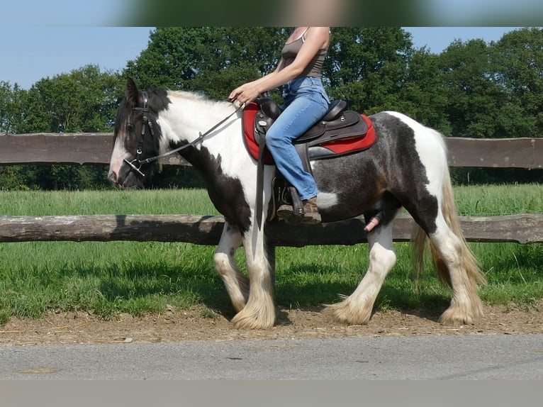 Cob Irlandese / Tinker / Gypsy Vanner Castrone 4 Anni 135 cm Pezzato in Lathen