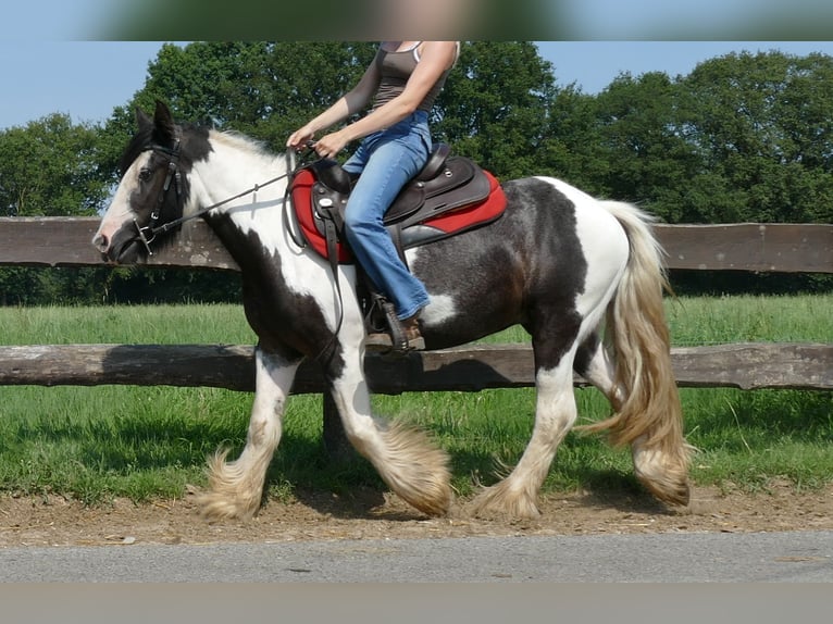 Cob Irlandese / Tinker / Gypsy Vanner Castrone 4 Anni 135 cm Pezzato in Lathen