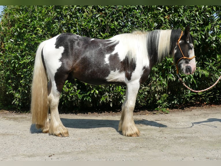 Cob Irlandese / Tinker / Gypsy Vanner Castrone 4 Anni 135 cm Pezzato in Lathen