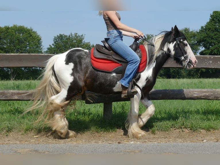 Cob Irlandese / Tinker / Gypsy Vanner Castrone 4 Anni 135 cm Pezzato in Lathen