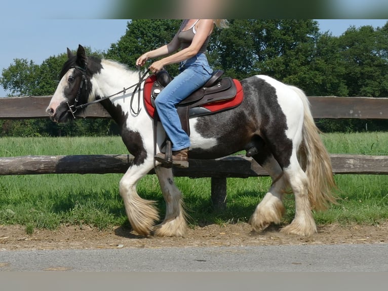 Cob Irlandese / Tinker / Gypsy Vanner Castrone 4 Anni 135 cm Pezzato in Lathen