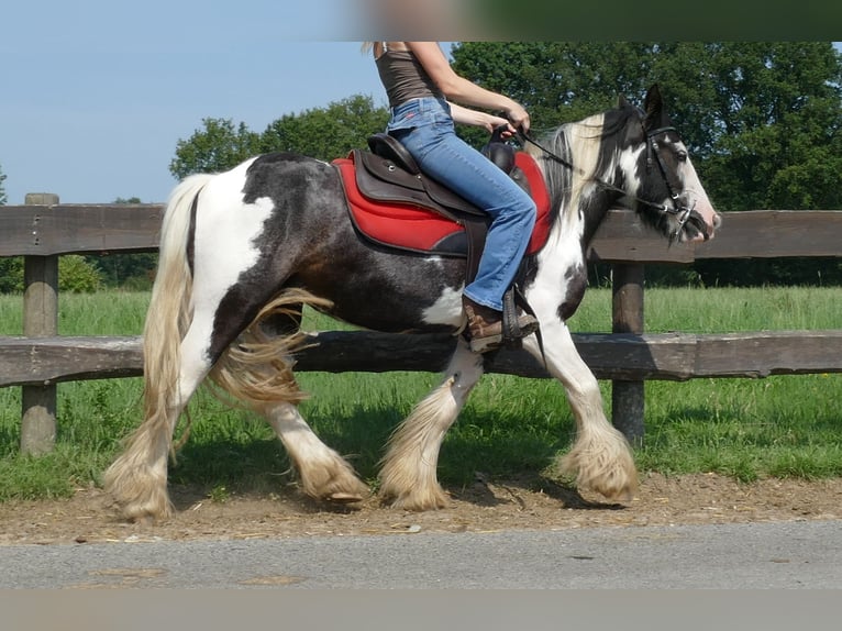 Cob Irlandese / Tinker / Gypsy Vanner Castrone 4 Anni 135 cm Pezzato in Lathen