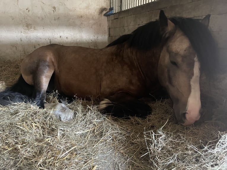 Cob Irlandese / Tinker / Gypsy Vanner Mix Castrone 4 Anni 135 cm Red dun in skoki