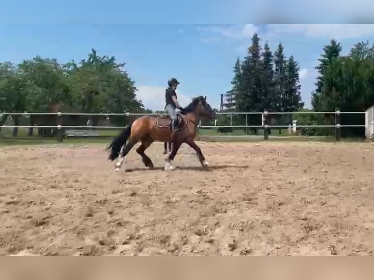 Cob Irlandese / Tinker / Gypsy Vanner Mix Castrone 4 Anni 135 cm Red dun in skoki