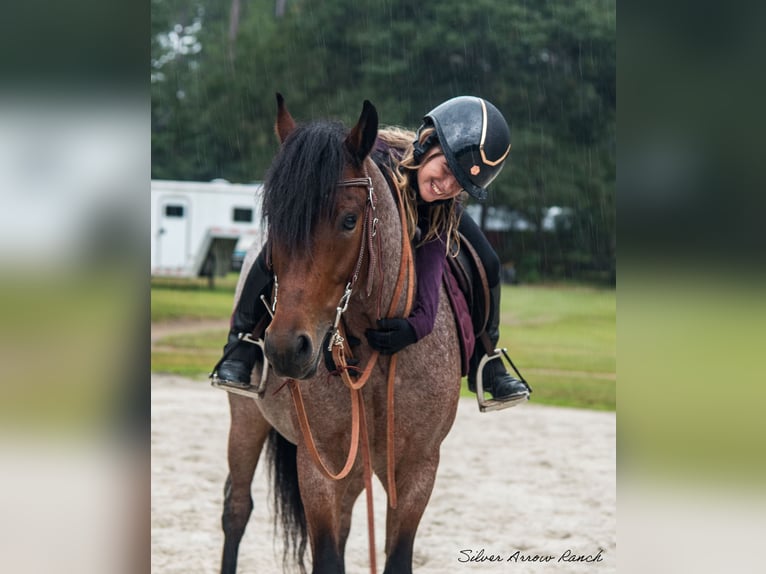 Cob Irlandese / Tinker / Gypsy Vanner Mix Castrone 4 Anni 137 cm Baio roano in Ocala, FL