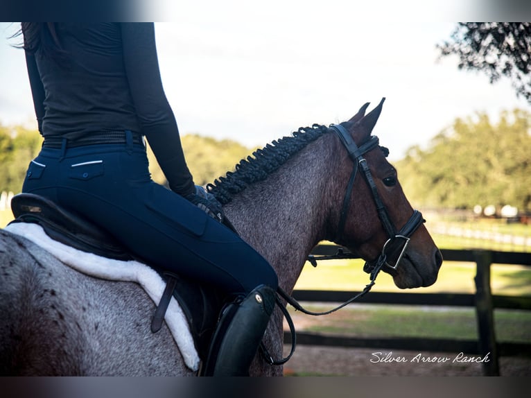 Cob Irlandese / Tinker / Gypsy Vanner Mix Castrone 4 Anni 137 cm Baio roano in Ocala, FL