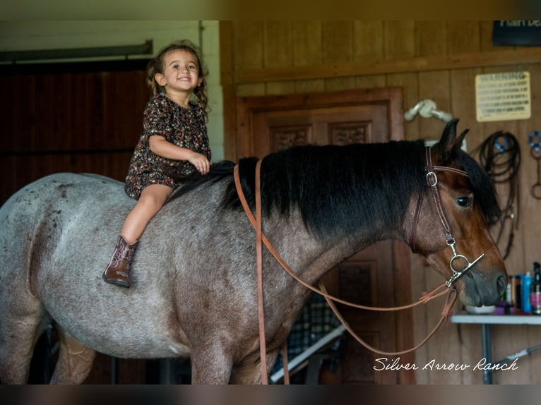 Cob Irlandese / Tinker / Gypsy Vanner Mix Castrone 4 Anni 137 cm Baio roano in Ocala, FL